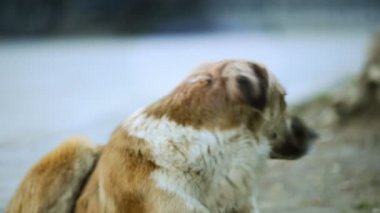 sokakta büyük köpek