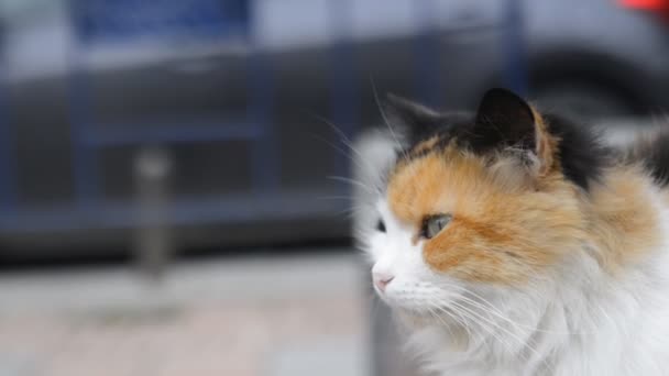 2 beautiful cats relaxing on a bench in the city — Stock Video