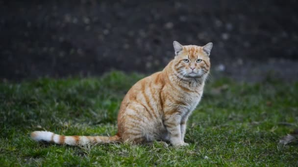 Велика кішка сидить на зеленій траві — стокове відео