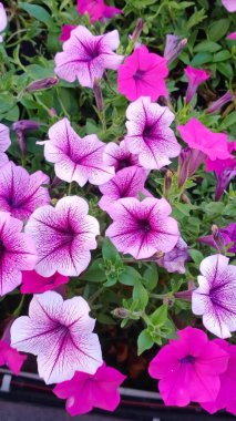 Bahçedeki güzel çiçekler