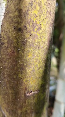 Bir ağaç kabuğunun yakın plan çekimi.