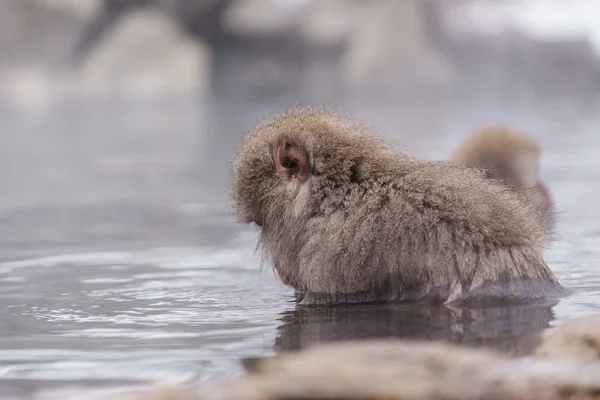 Japon makak banyo kaplıcalar, Nagano, Japonya