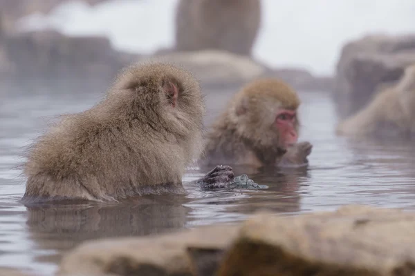 Banho macaco japonês em fontes termais, Nagano, Japão — Fotografia de Stock