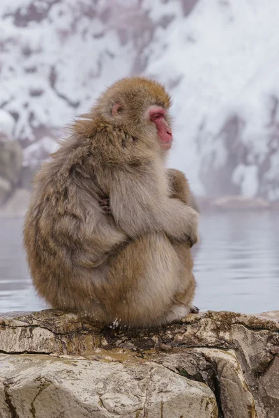 Japon makak banyo kaplıcalar, Nagano, Japonya