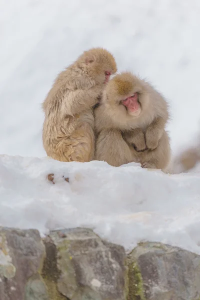 Japon makak banyo kaplıcalar, Nagano, Japonya
