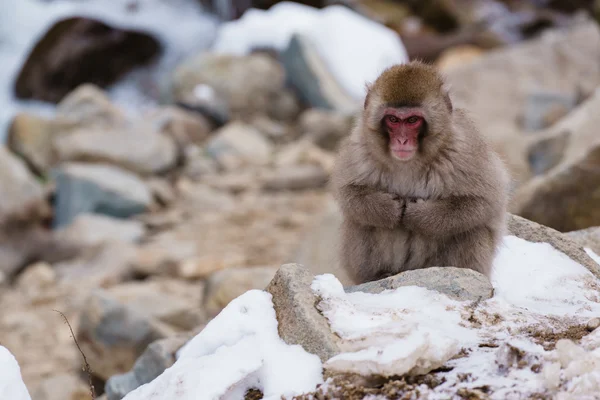 Japon makak banyo kaplıcalar, Nagano, Japonya