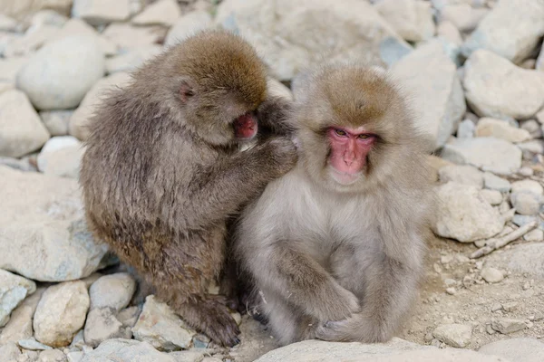 Japon makak banyo kaplıcalar, Nagano, Japonya