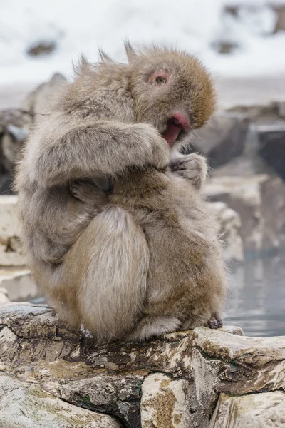Japon makak banyo kaplıcalar, Nagano, Japonya