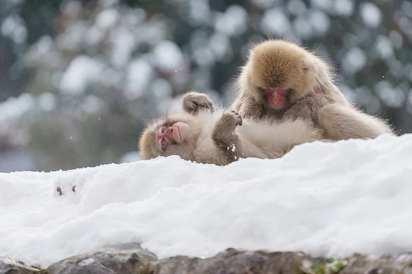 Ιαπωνική macaque κολύμβησης σε θερμές πηγές, Ναγκάνο, Ιαπωνία — Φωτογραφία Αρχείου