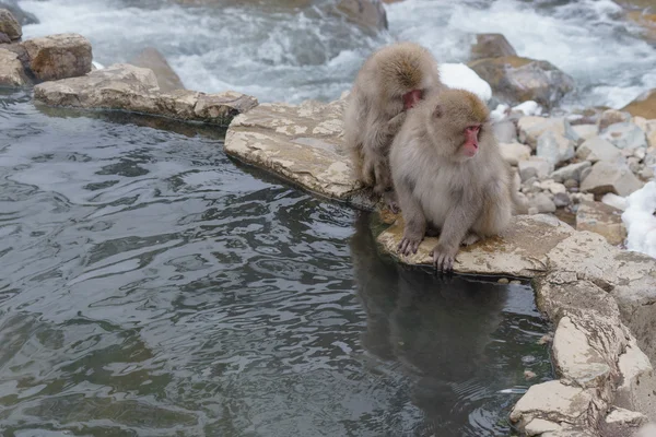 Japon makak banyo kaplıcalar, Nagano, Japonya