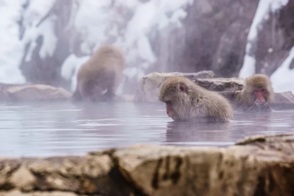 Japon makak banyo kaplıcalar, Nagano, Japonya