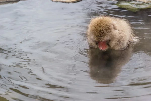 Japon makak banyo kaplıcalar, Nagano, Japonya