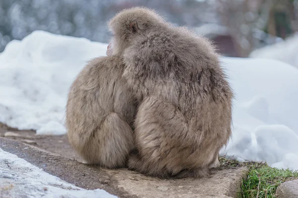 Japon makak banyo kaplıcalar, Nagano, Japonya