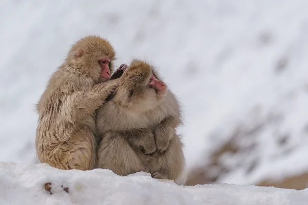 Macaco giapponese che fa il bagno nelle sorgenti termali, Nagano, Giappone — Foto Stock