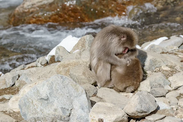 Japon makak banyo kaplıcalar, Nagano, Japonya