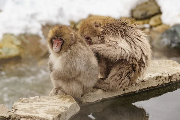 Japon makak banyo kaplıcalar, Nagano, Japonya