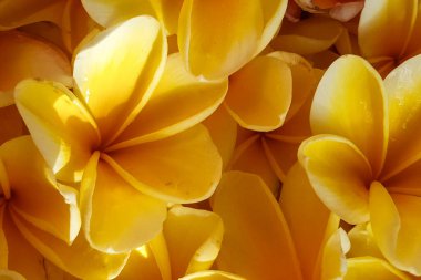 Sarı frangipani çiçekleri. Frangipani çiçeklerinin karışımı, detaylı çekim.