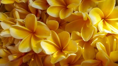 Sarı frangipani çiçekleri. Frangipani çiçeklerinin karışımı, detaylı çekim.