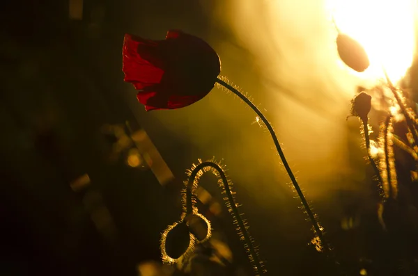 Coquelicots rouges dans le ciel jaune — Photo