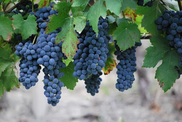 A szőlő nem érett — Stock Fotó