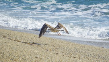 Alçak uçan bir martı.
