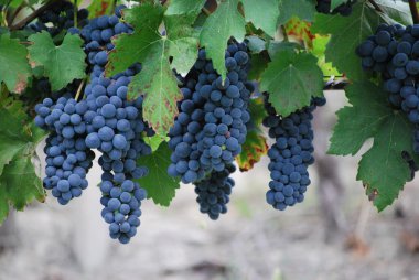 Nebbiolo üzüm Olgun .