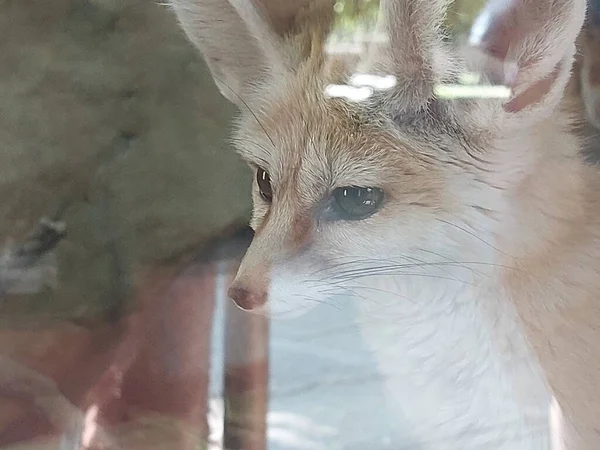 Hayvanat bahçesindeki kedi