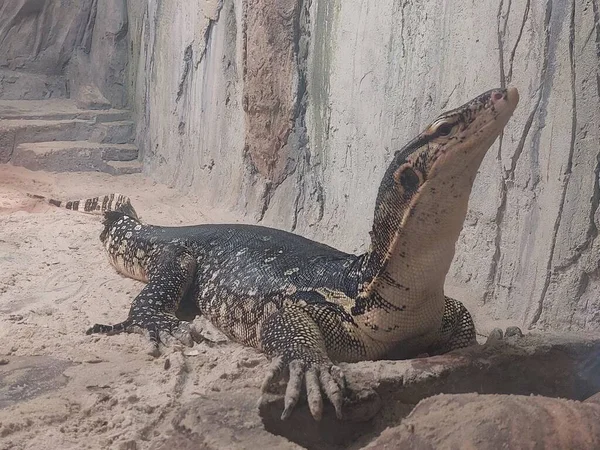 Hayvanat bahçesinde timsah