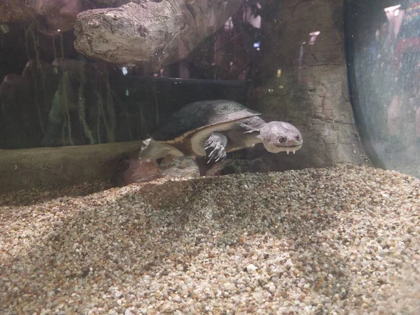 Denizin güzel sualtı dünyası