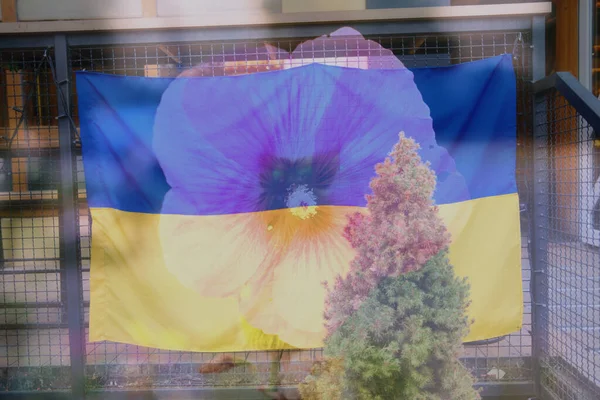 Çitte bir Ukrayna bayrağı asılı. Merkezde, bir mallow çiçeğinin ana hatları görünür..