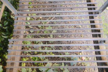 A metal grating covers plants. Bare soil is also visible through the grating bars.