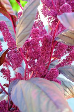 A close-up focuses on a blooming Amaranth plant, showcasing its colorful flowers and leaves.