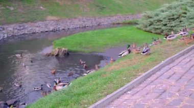 Ördekler yüzer ve nehir kıyısında toplanır. Doğa ve vahşi yaşam gelişir..