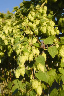 Yüksekten taşan zıplamalar, güneşli bir gökyüzünün altında yeşil yapraklı bir banda asılı..