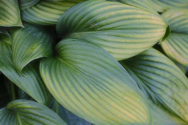 Çeşitli Hosta yaprakları bir araya toplanmış..