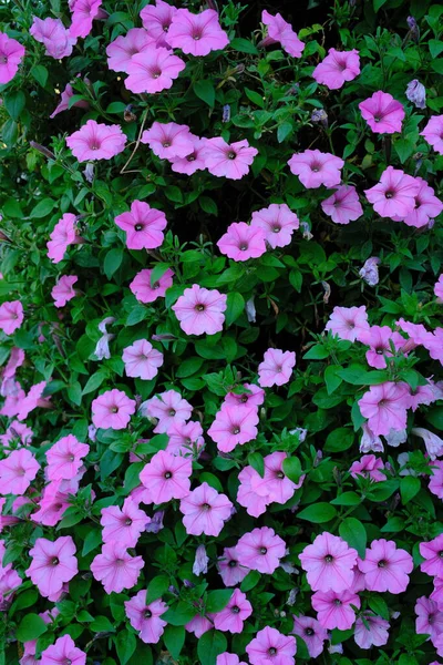 Bazı pembe petunyalar gün boyunca yeşil yapraklarla çiçek açarlar..