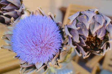 Bir enginar demeti, menekşe ve kahverengi yapraklarını gösterir..