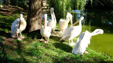 Pelikanlar gölün yanındaki çimlerin üzerinde dururlar. Güneş ışığı parlıyor.