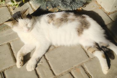 Beyaz ve kahverengi bir kedi dışarıda asfalt bir yüzey üzerinde dinleniyor..