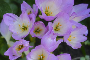 Mor sonbahar timsahları yeşil yaprakların arasında çiçek açar..