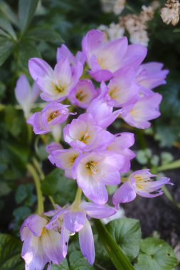 Güzel mor ve beyaz çiçekler açar, güneşli bir günde bir bahçede büyür..