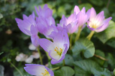 Birkaç açık mor sonbahar çiçeği yeşil yaprakların arasında duruyor..