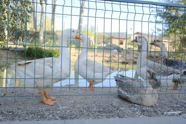 Birkaç kaz, yeşil tel çitlerin arkasındaki göletin yanında durup dinleniyor..