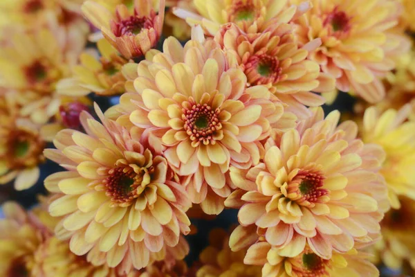 Kasımpatıların yoğun bir grubunda parlak sarı ve turuncu taç yaprakları yer alır..