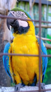 Bir papağan dalda yürür. Metal parmaklıkların yanında parlak sarı ve mavi tüyleri var..