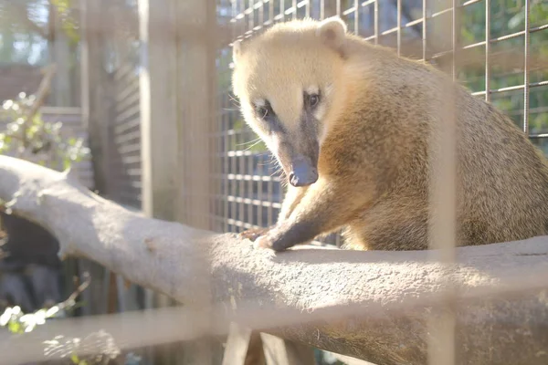 Bir koati gün içinde, bir muhafaza içinde bir dala oturur..