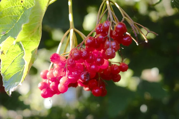 Parlak kırmızı böğürtlenler güneş ışığında bir Viburnum çalısı üzerinde toplanır..
