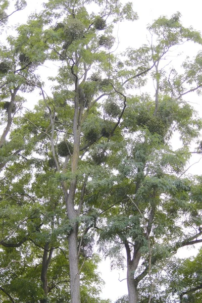 Dallarda ve gövdelerde büyüyen ökseotu olan birkaç uzun ağaç..