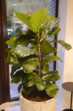 Bir keman yaprağı incir bitkisi beyaz bir tencerede. Yapraklar yeşildir.