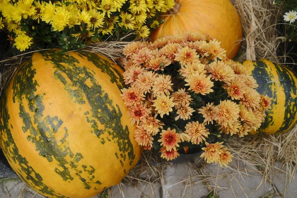 Sarı ve turuncu balkabakları ve sonbahar için düzenlenmiş renkli kasımpatılar..